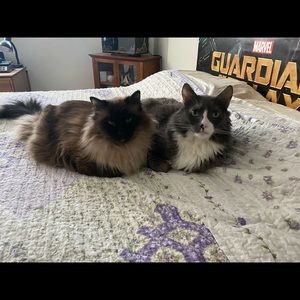 Meet your Posher, Susan